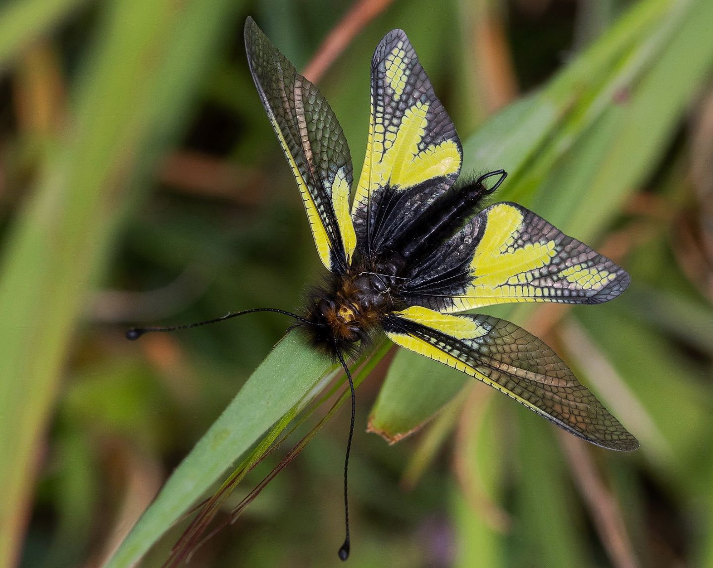 Ascalaphidae - Libelloides coccajus